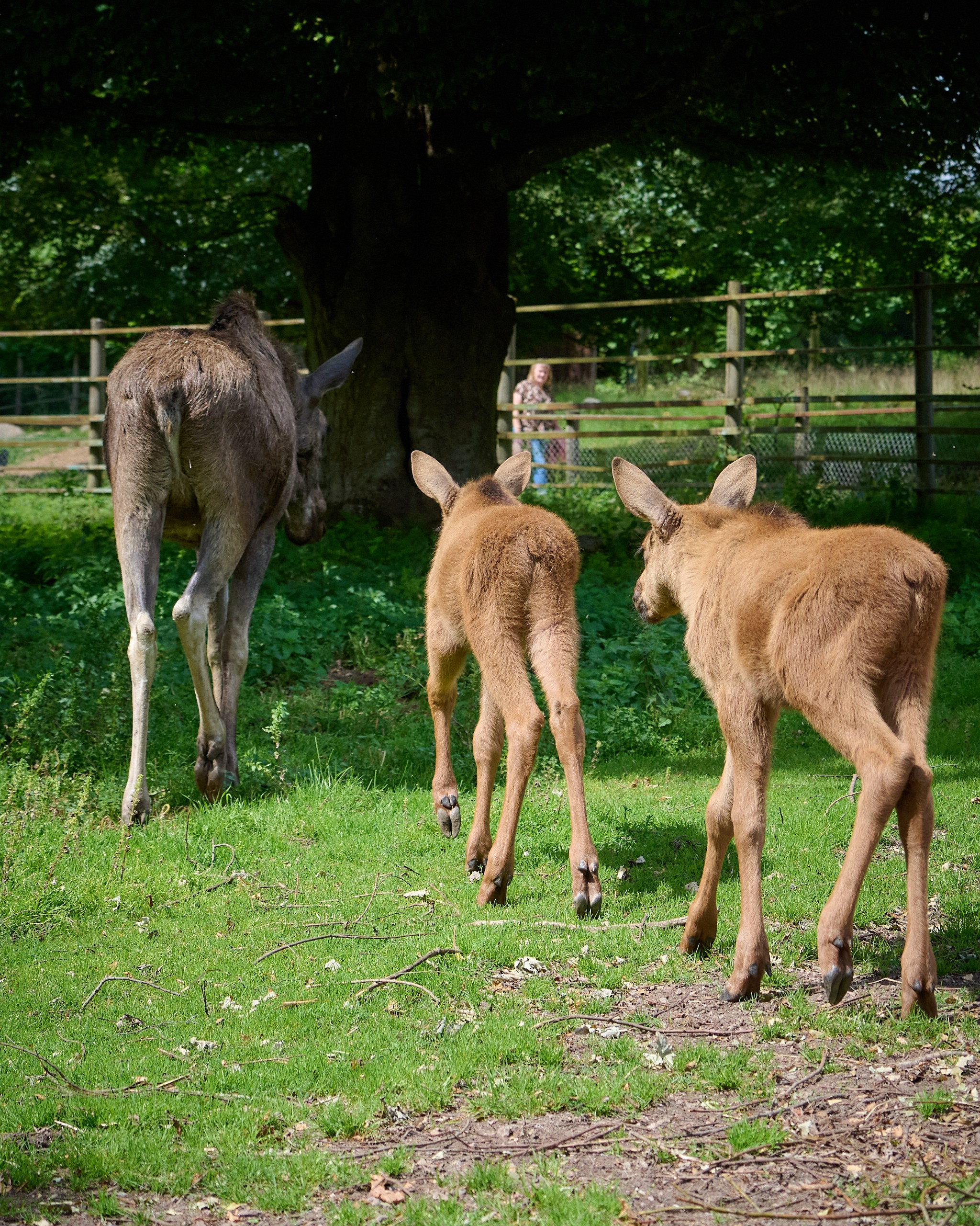 Visit Skånes Djurpark. Yuri Popkov | Photographer