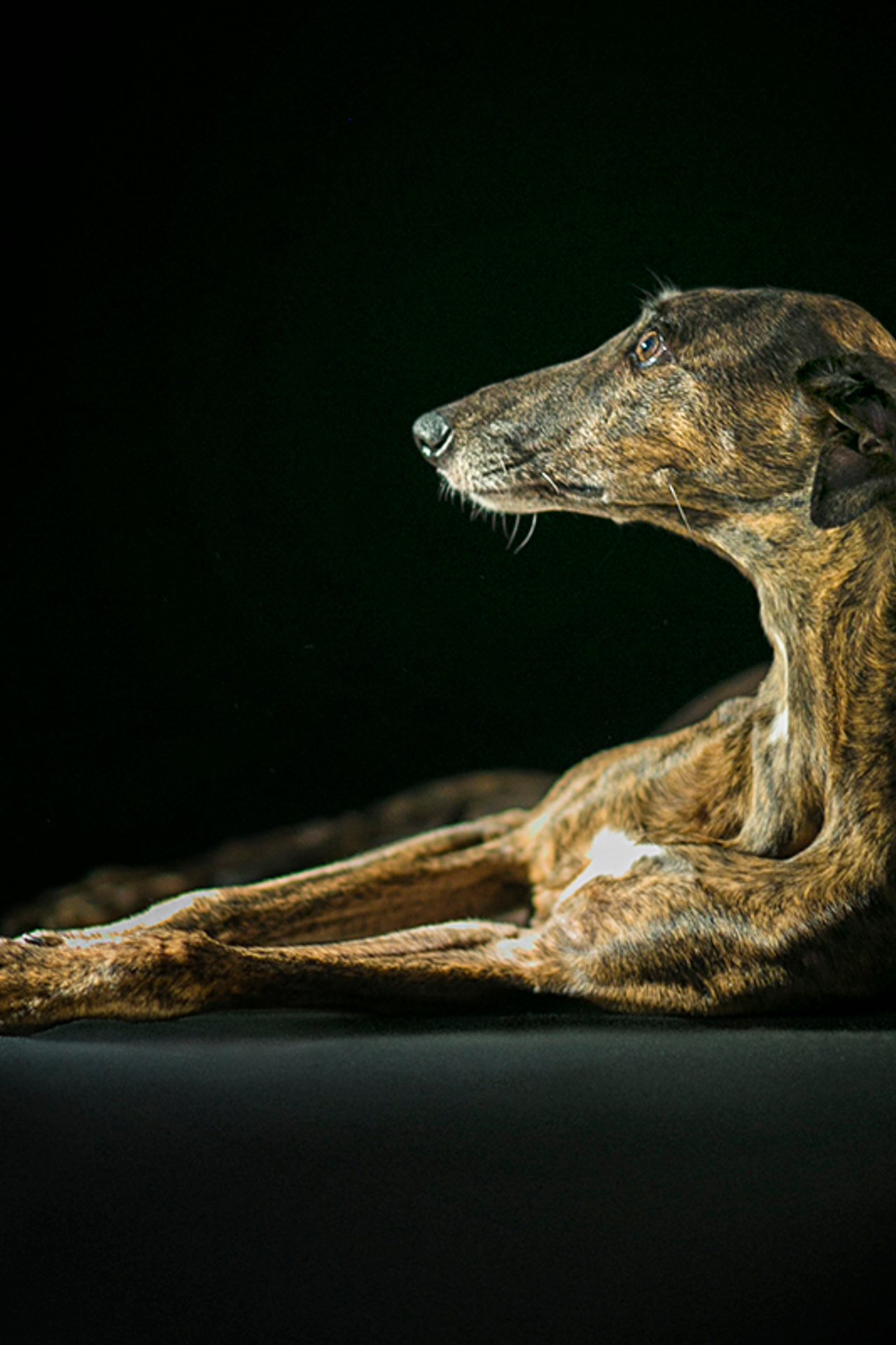 Olja Gorbachova (5 фото)