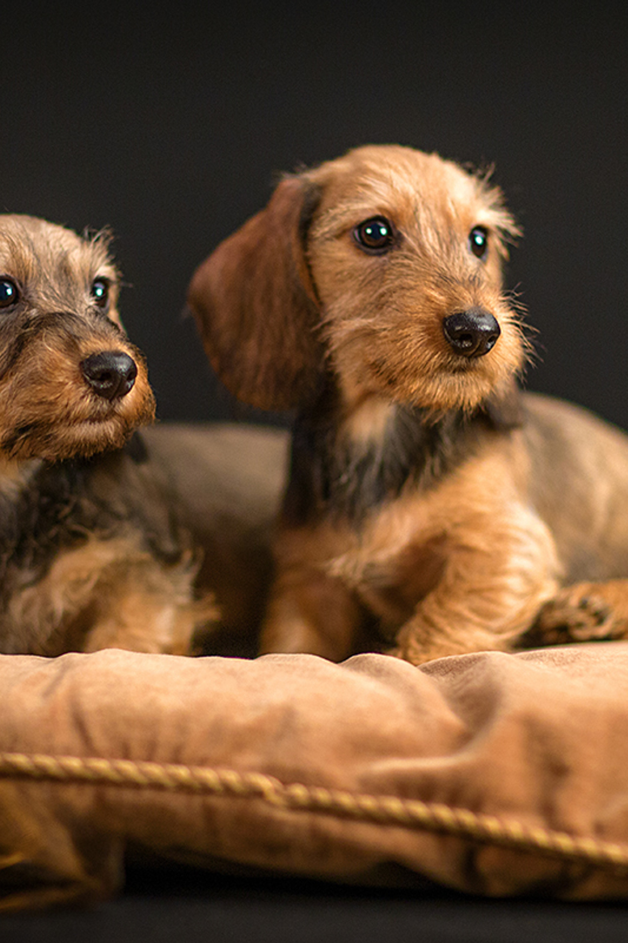 Taksi_puppies (3 фото)