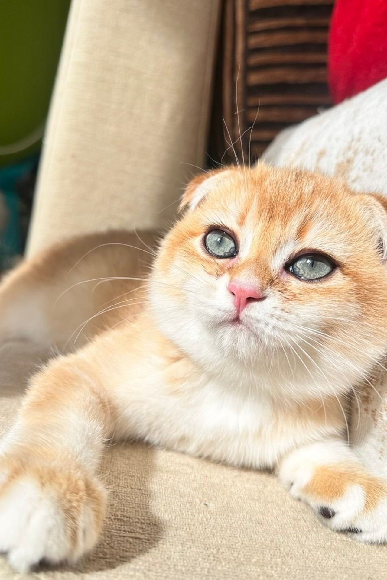 Kittens