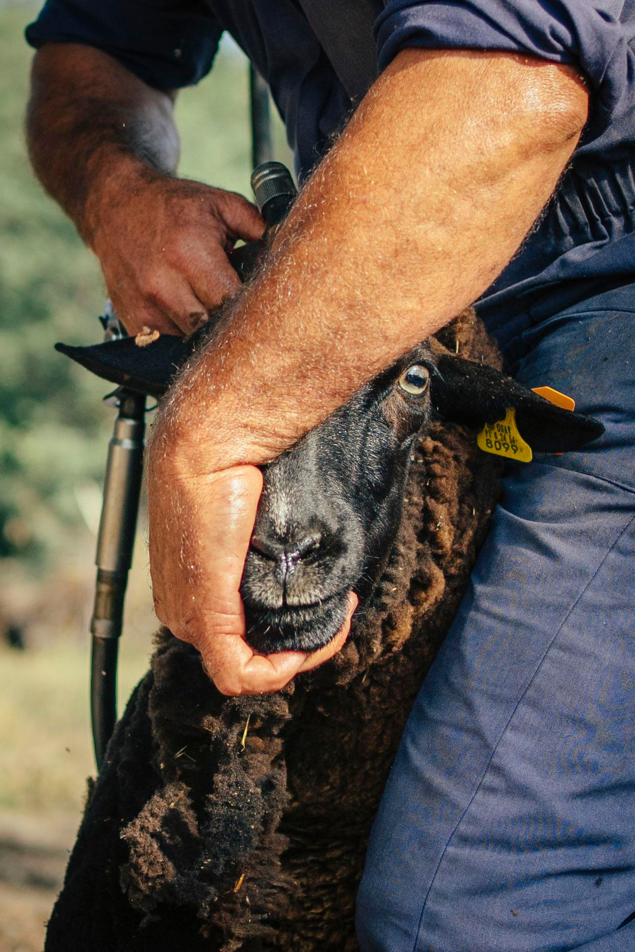 Sheep Shearing in Marvão
