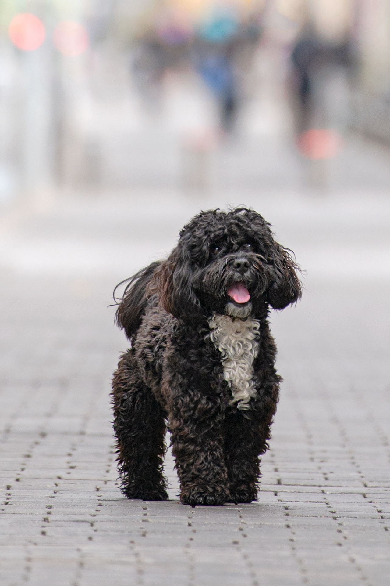 Василий и Лулу