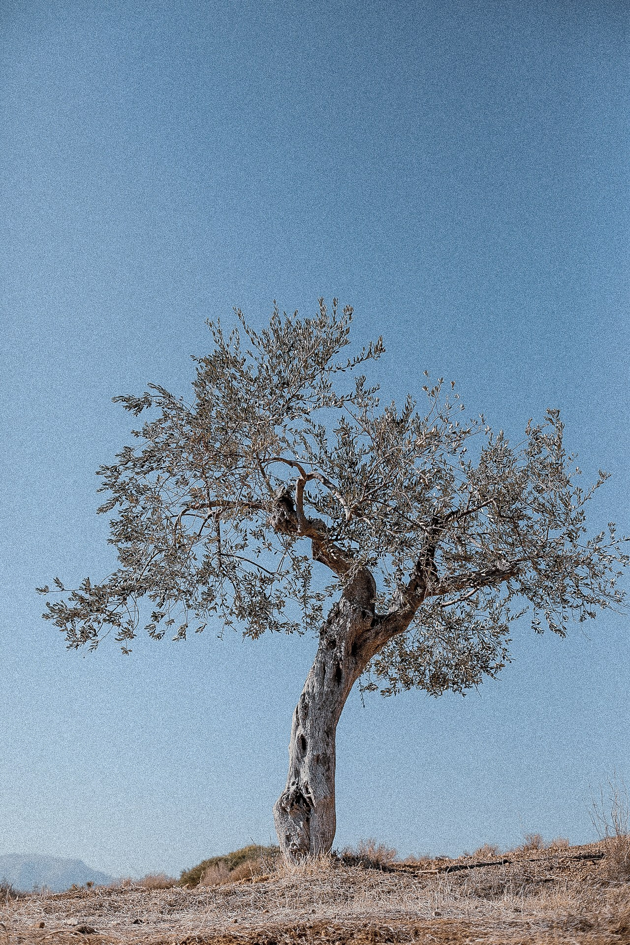 Keep em wild. Outdoor and art photographer. Alisa Lutchenkova