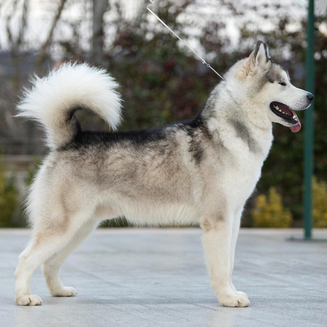 AVENTURAS EN ALASKA GRIZZLY BEAR