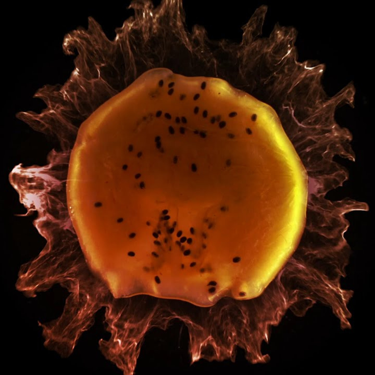 Commercial. Александр Македонский | фотограф