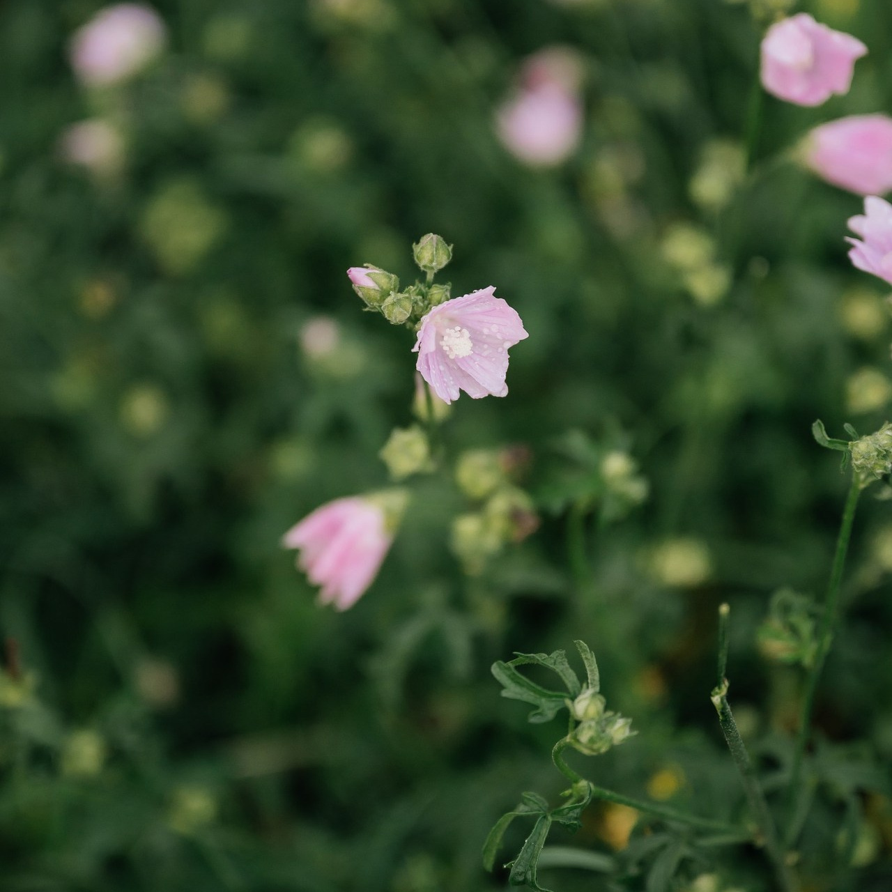 Отзывы. Vestuvių nuotraukos ir video Lietuvoje