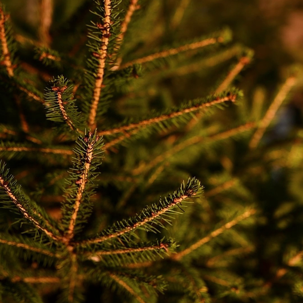 Відгуки. Семейный фотограф Екатерина Воробьева