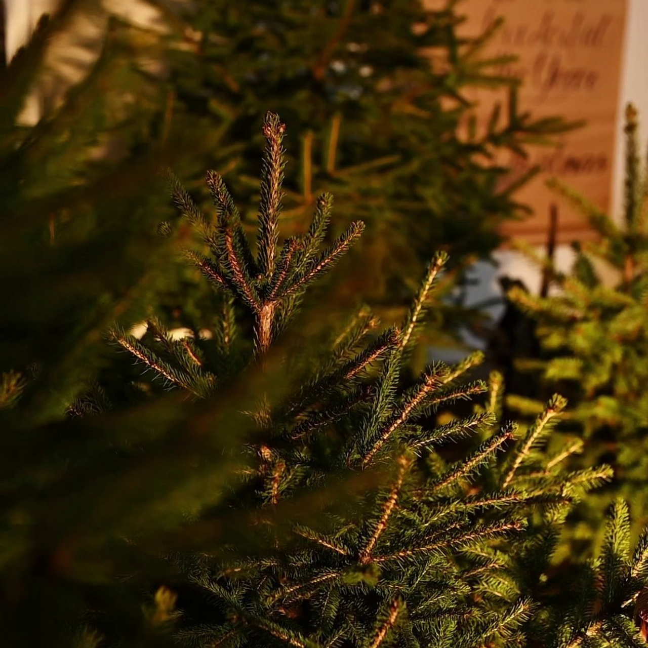 Відгуки. Семейный фотограф Екатерина Воробьева