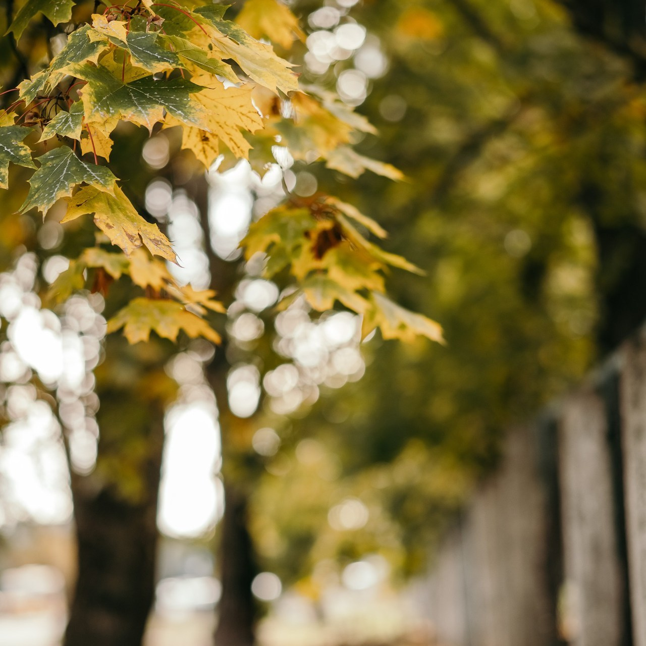Відгуки. Дитячий та сімейний фотограф м.Бровари