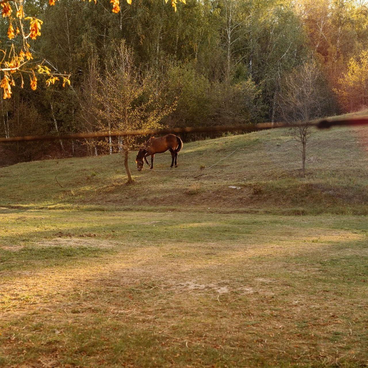 Відгуки. Дитячий та сімейний фотограф м.Бровари