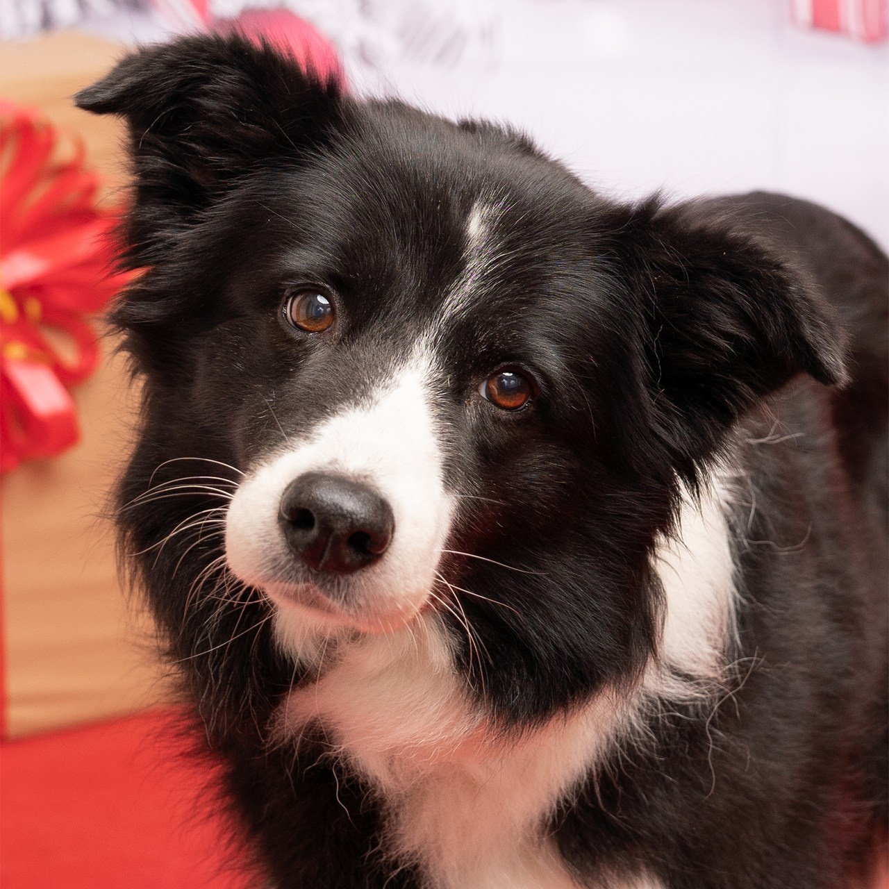 TESTIMONIANZE. Fotografa a Riccione, ritratti di bambini e famiglia, animali domestici