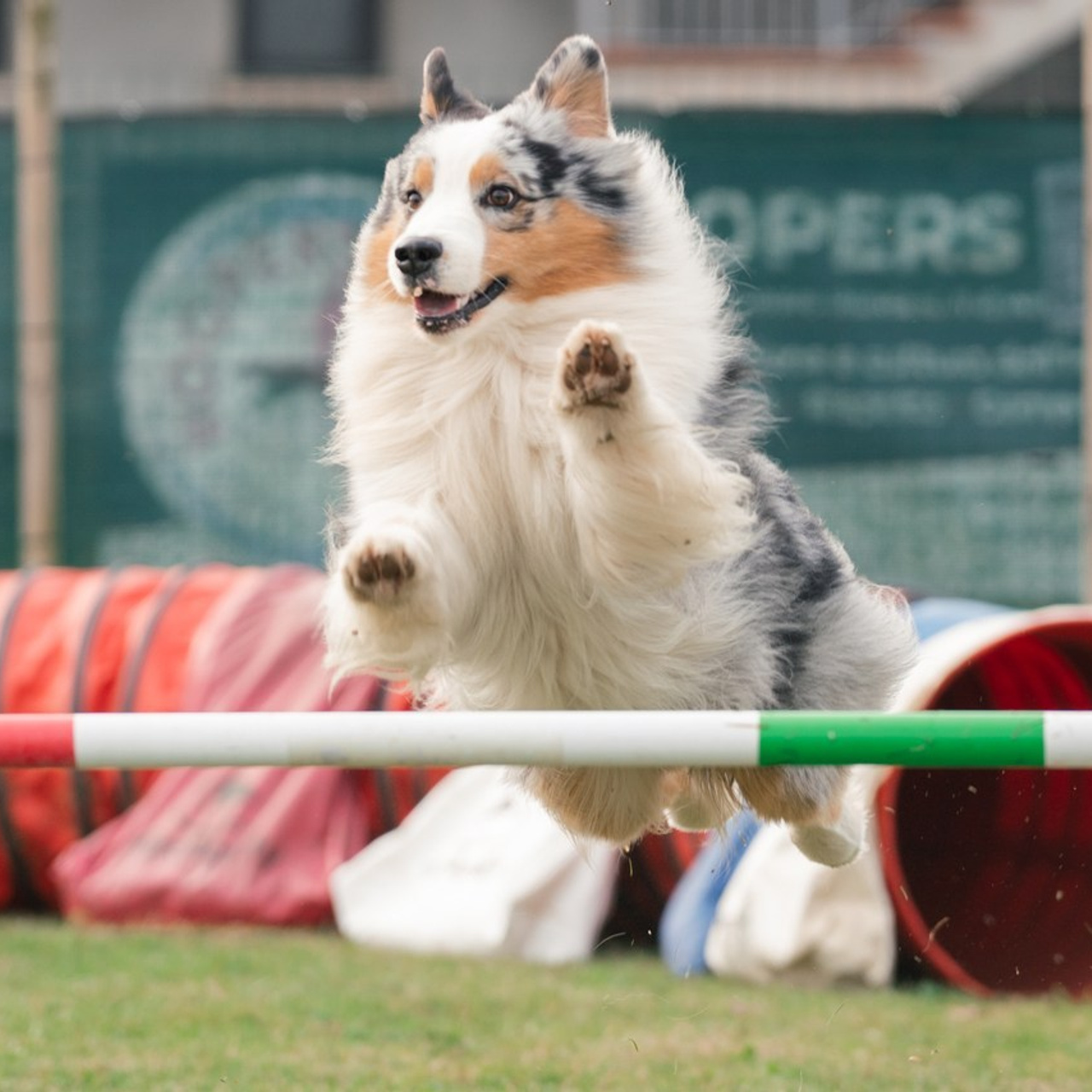 TESTIMONIANZE. Fotografa a Riccione, ritratti di bambini e famiglia, animali domestici