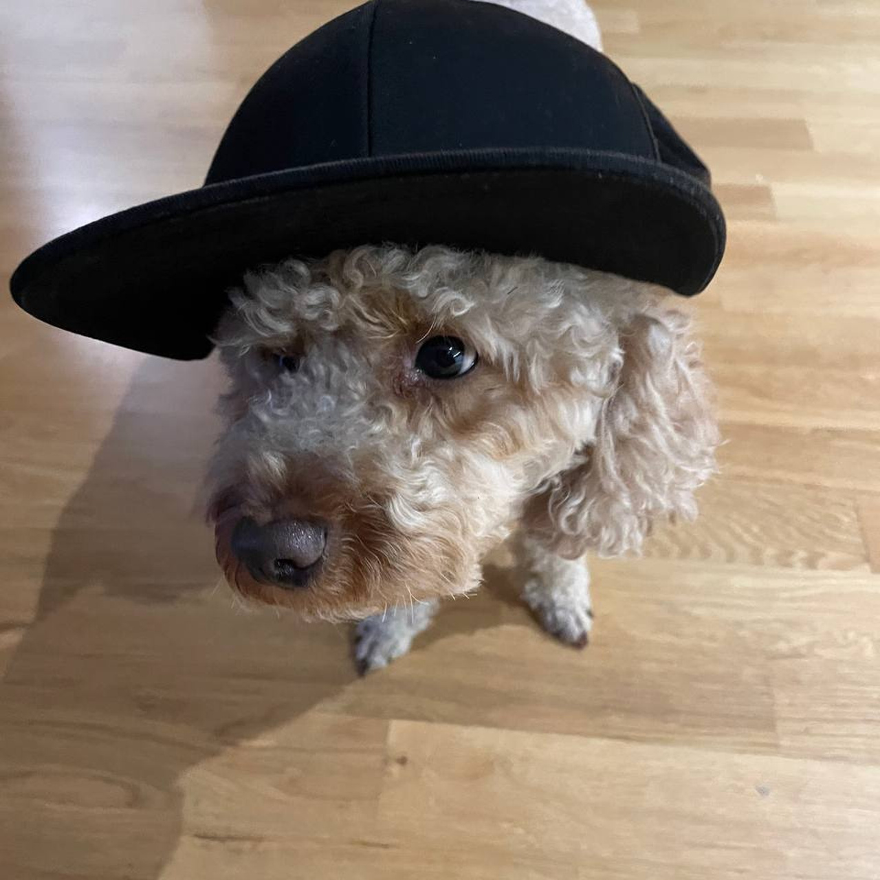 Отзывы клиентов. Почему нам доверяют перевозку своих питомцев. Перевозка, доставка домашних животных