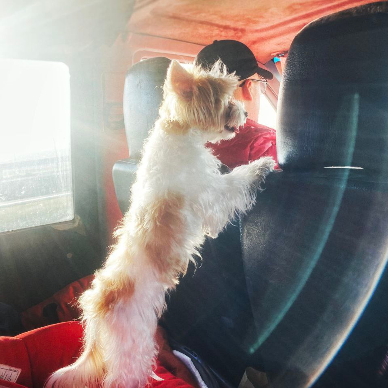 Отзывы клиентов. Почему нам доверяют перевозку своих питомцев. Перевозка, доставка домашних животных