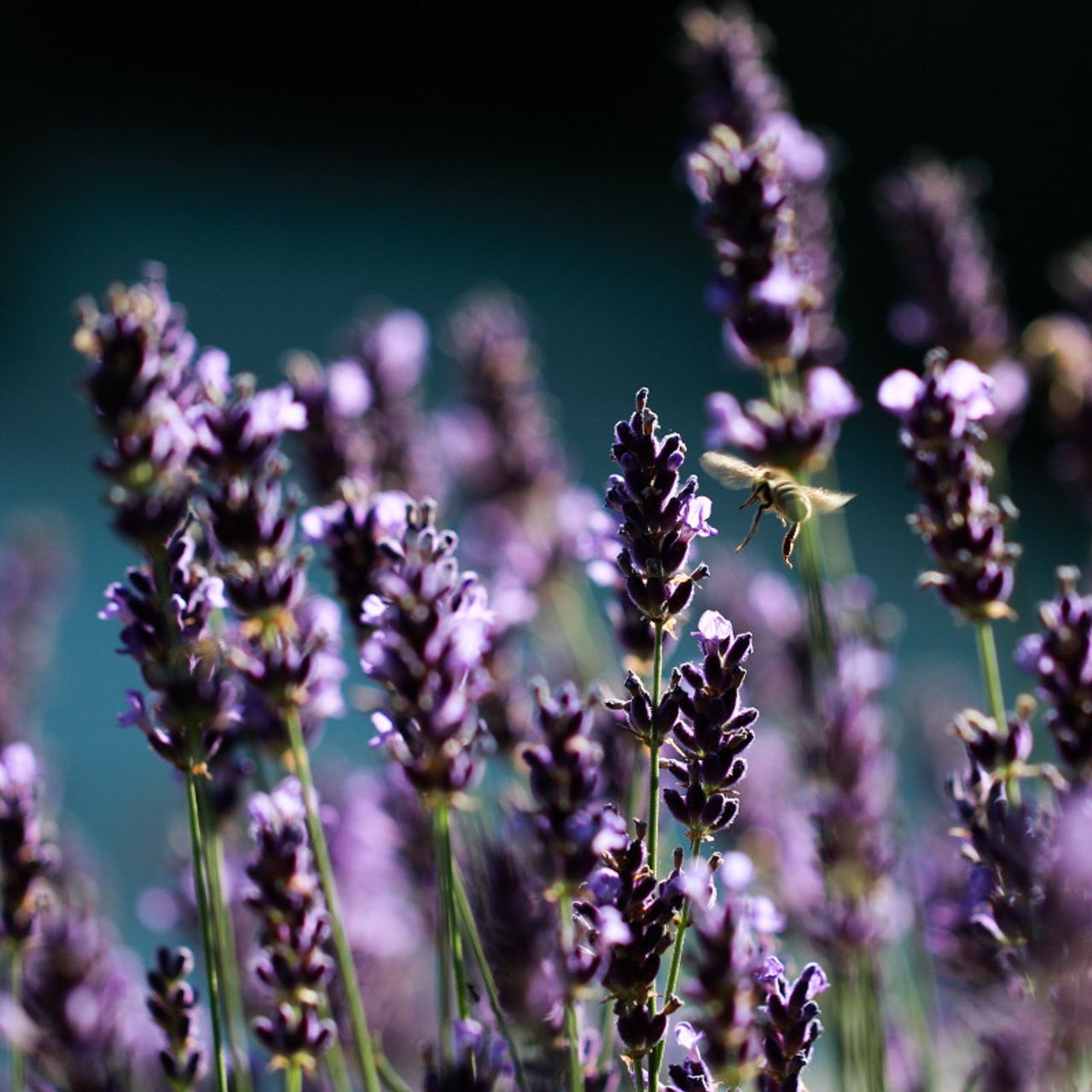 Лавандова історія