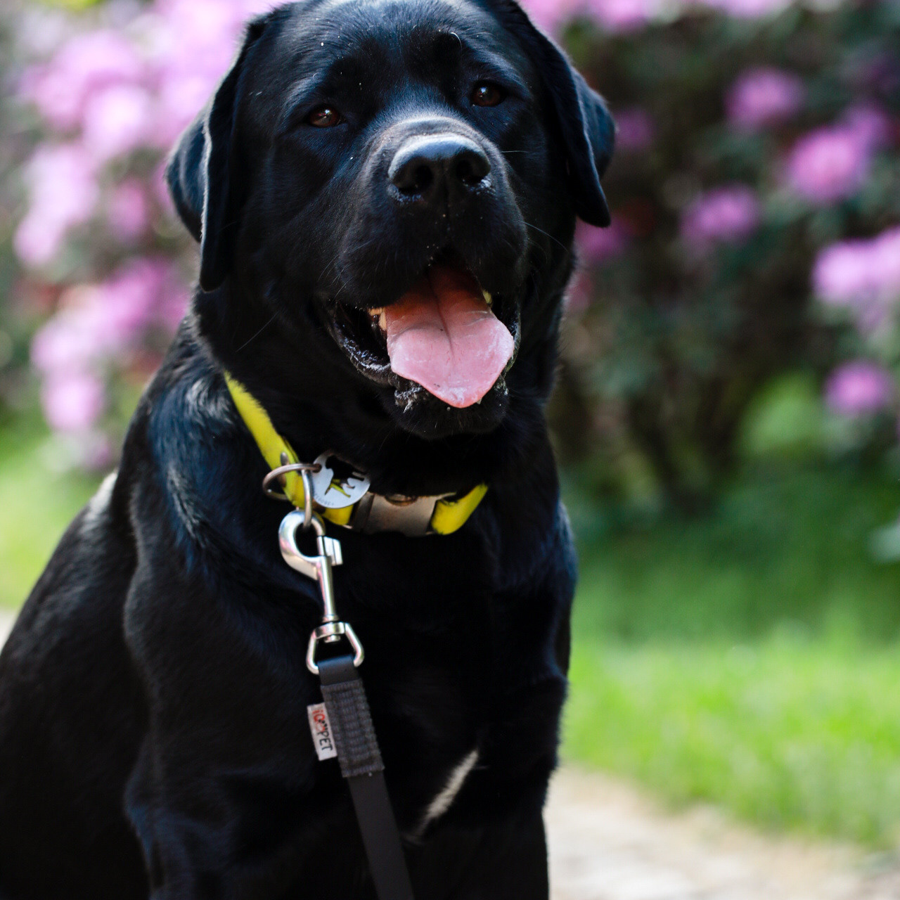 Labrador KONGO. Наталя Твердохліб - дитячий та сімейний фотограф в Дрездені, Німеччина