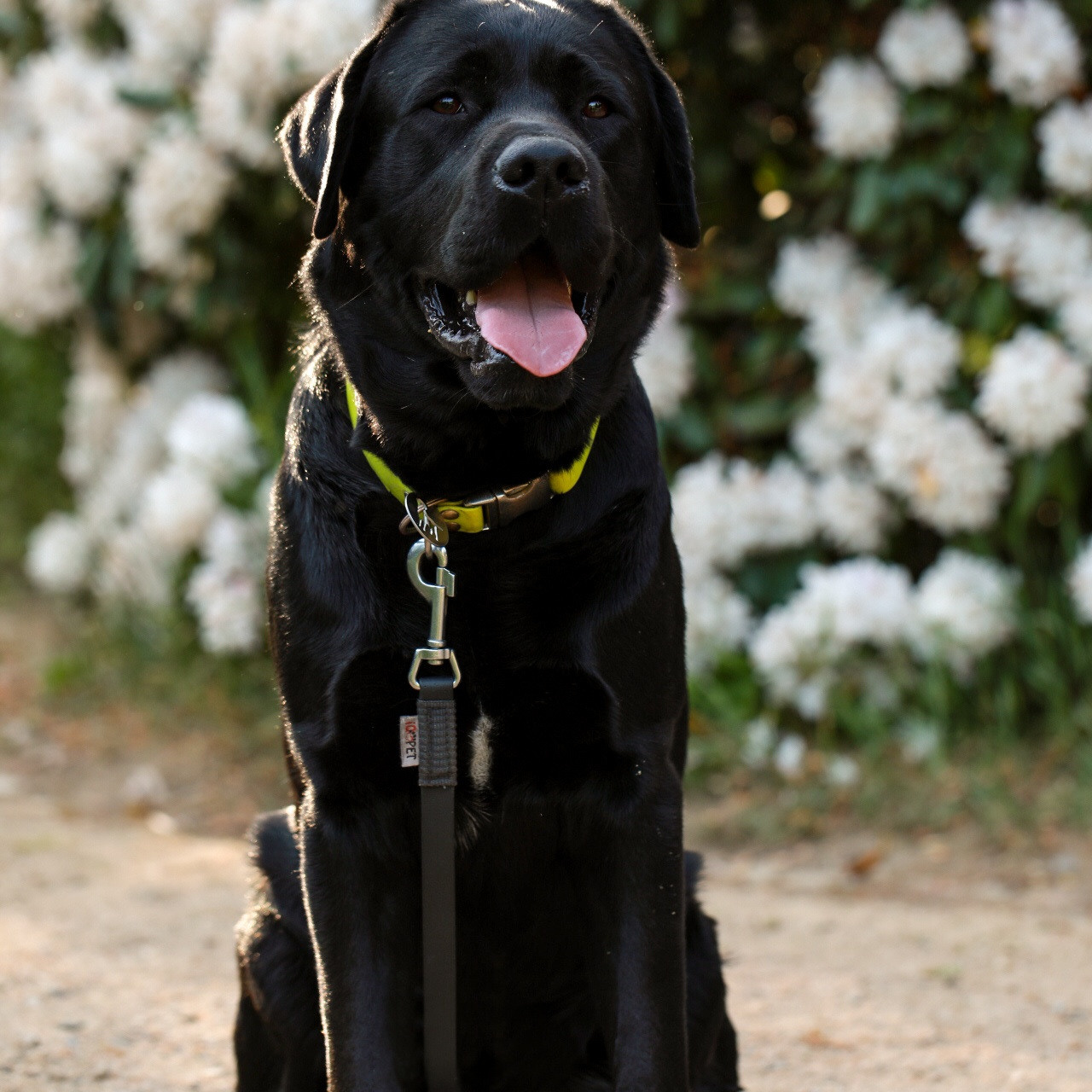 Labrador KONGO. Наталя Твердохліб - дитячий та сімейний фотограф в Дрездені, Німеччина