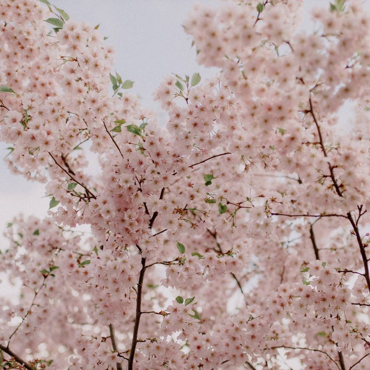 FEEDBACK. Свадебный фотограф в Киеве Дубовская Полина