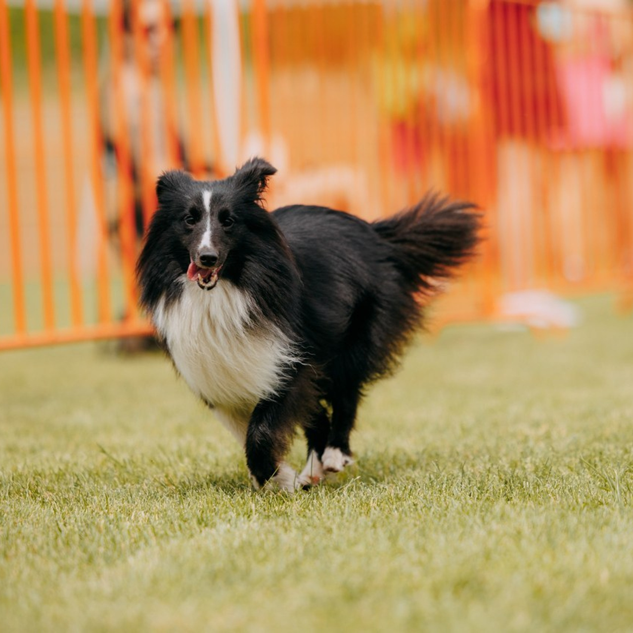 Відгуки. Фотограф-анімаліст Київ
