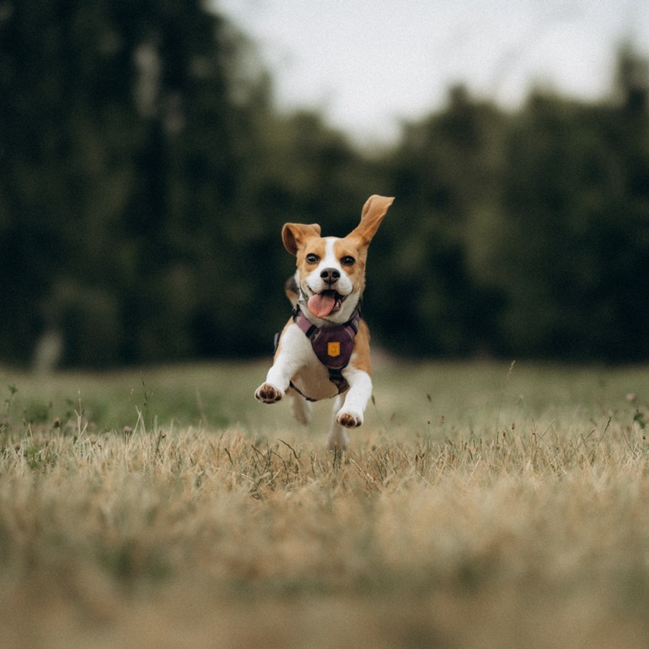 Відгуки. Фотограф-анімаліст Київ