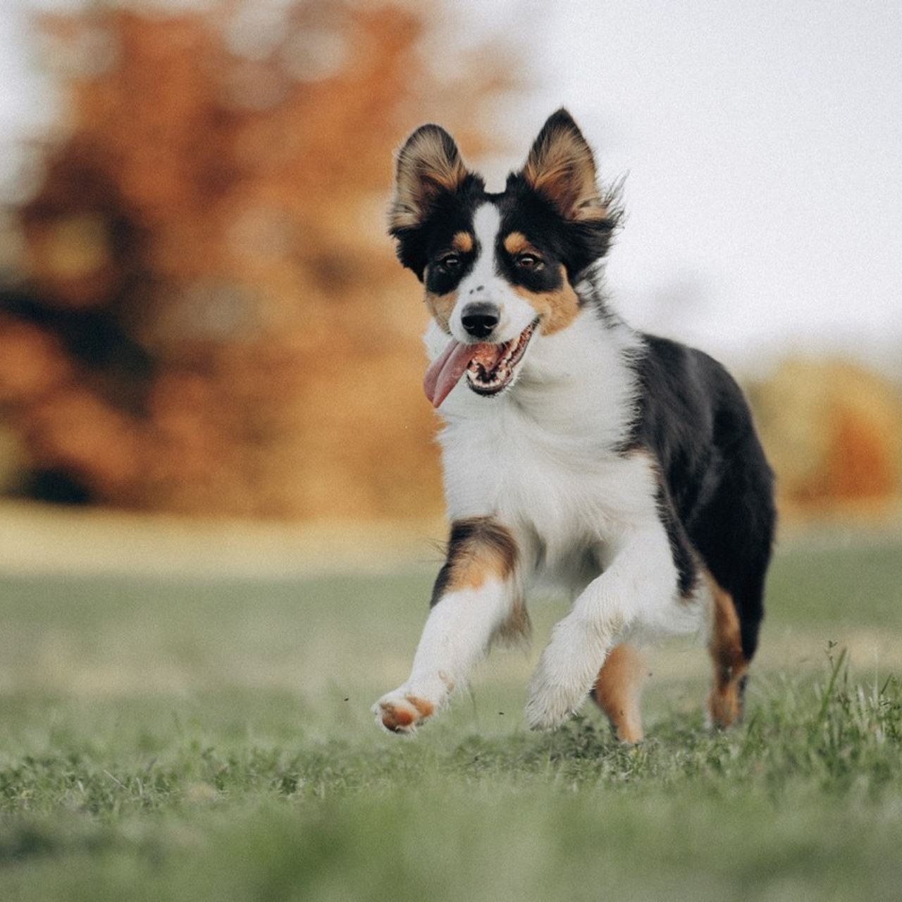 Відгуки. Фотограф-анімаліст Київ