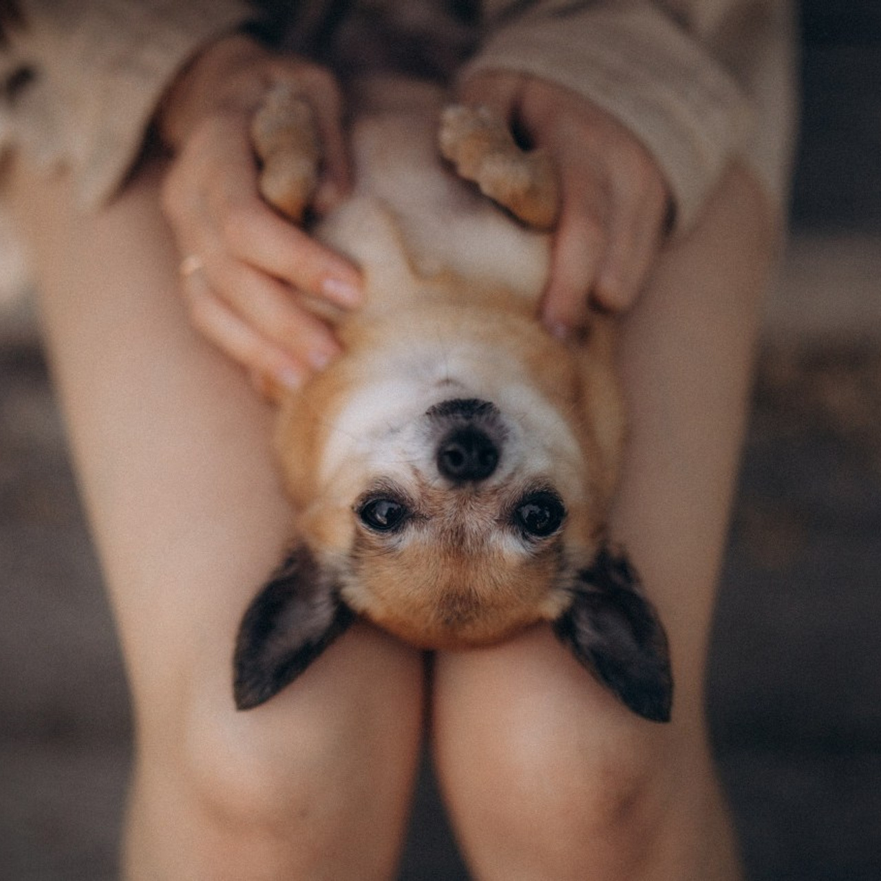 Відгуки. Фотограф-анімаліст Київ