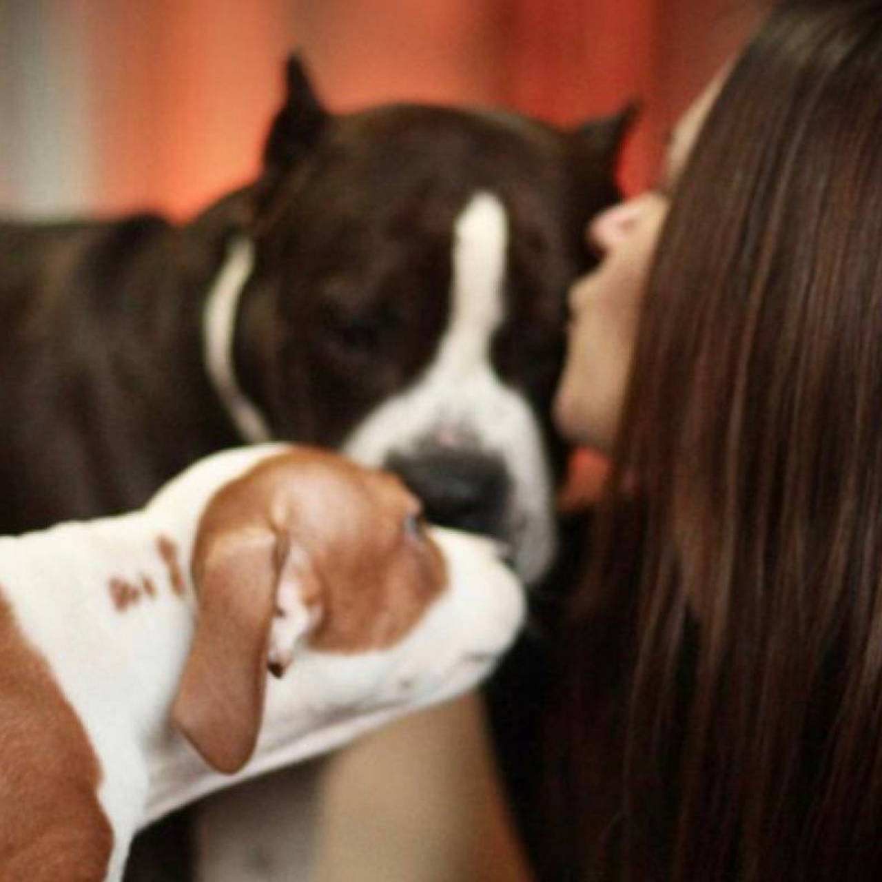 Відгуки. Фотограф-анімаліст Київ