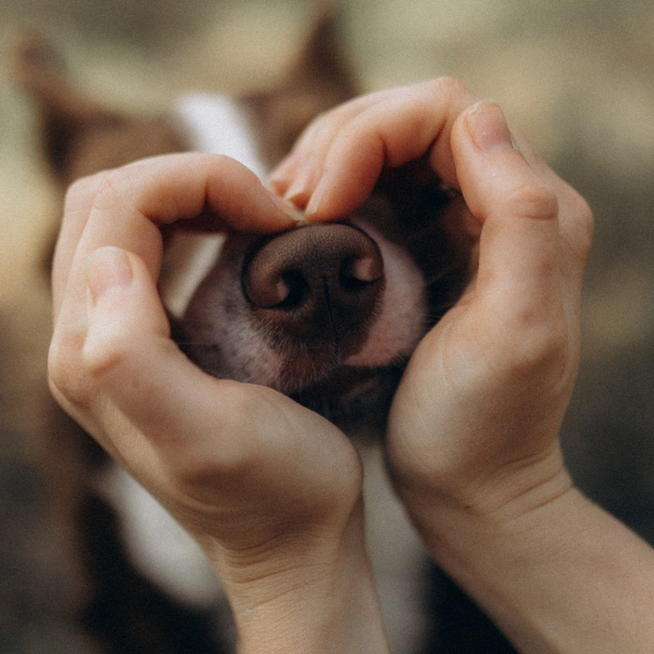 Відгуки. Фотограф-анімаліст Київ