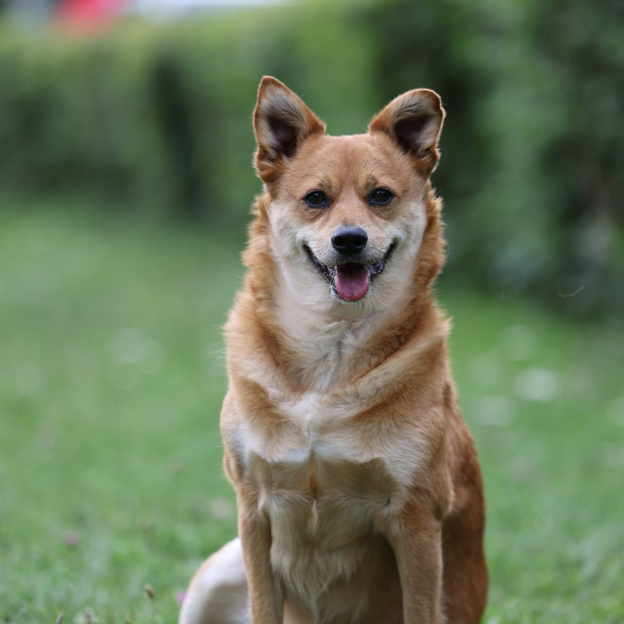 Reviews. Pets and people photographer Kateryna Mumzhynska