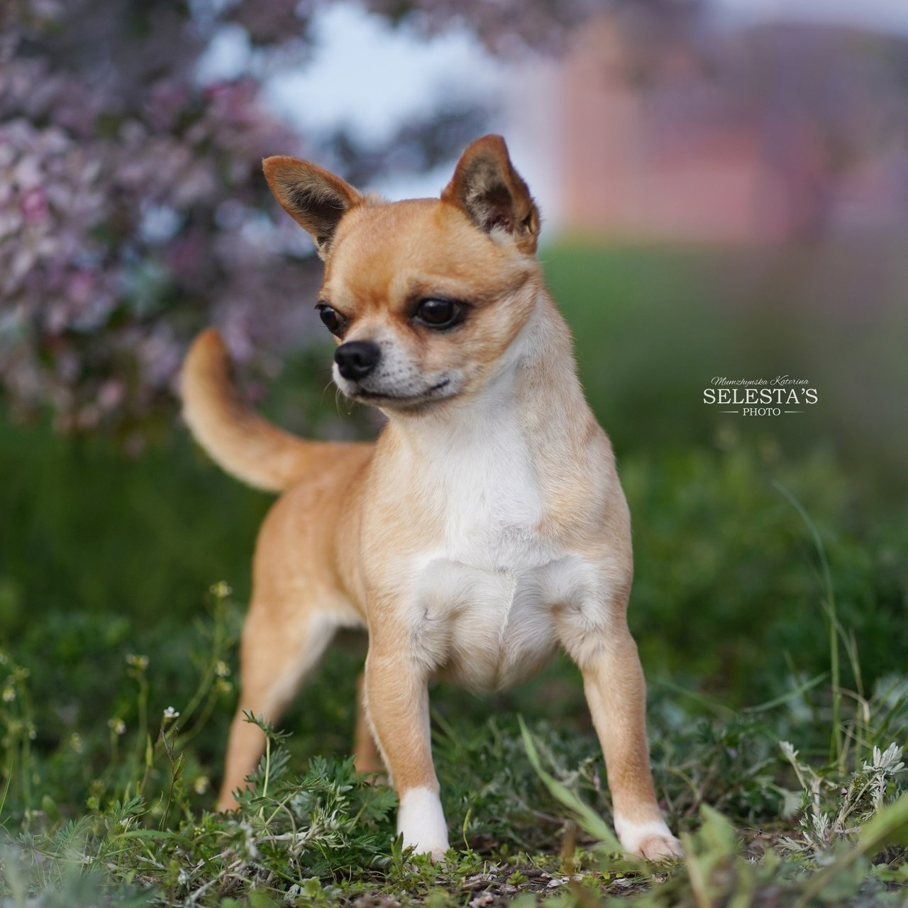 Reviews. Pets and people photographer Kateryna Mumzhynska