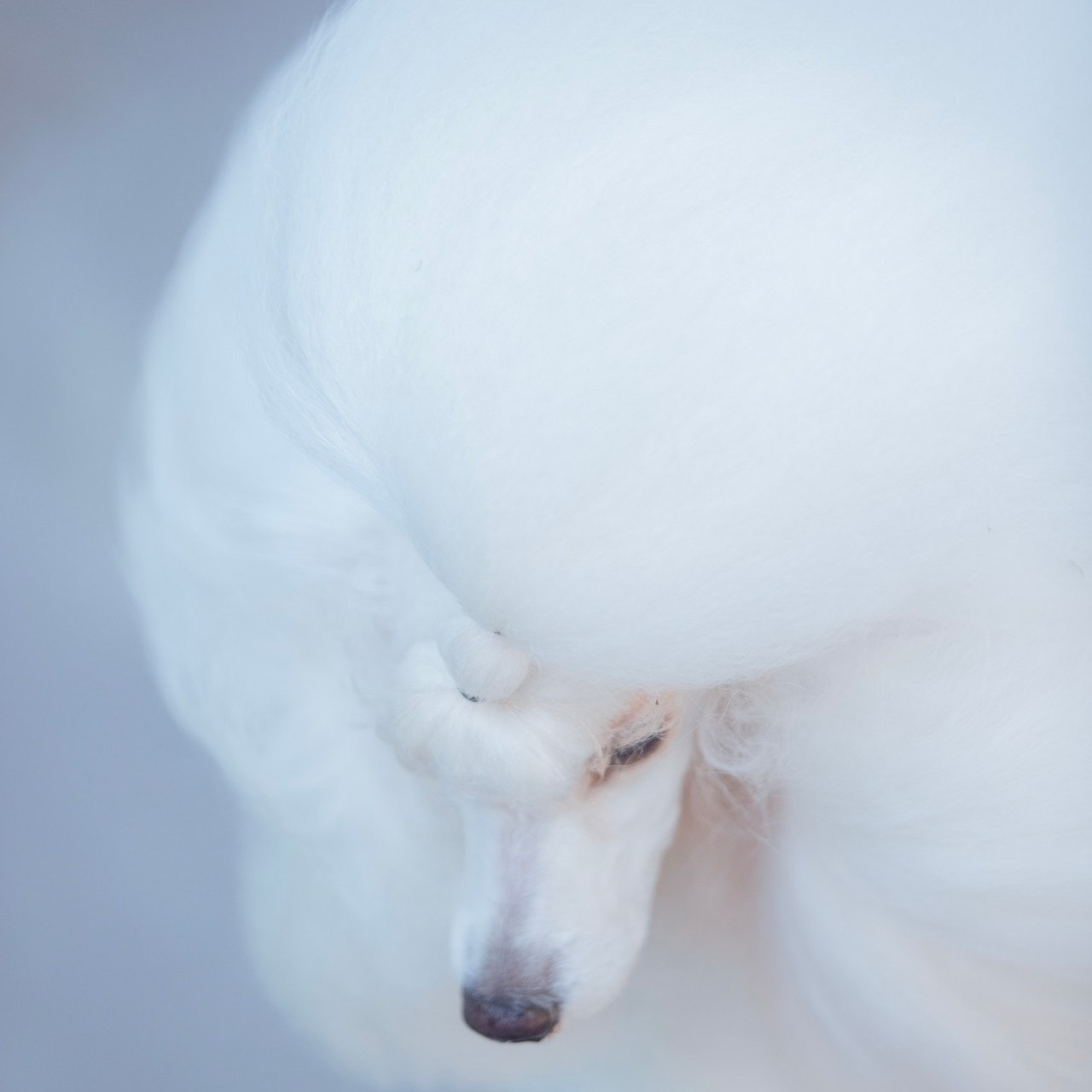 Reviews. Pets and people photographer Kateryna Mumzhynska