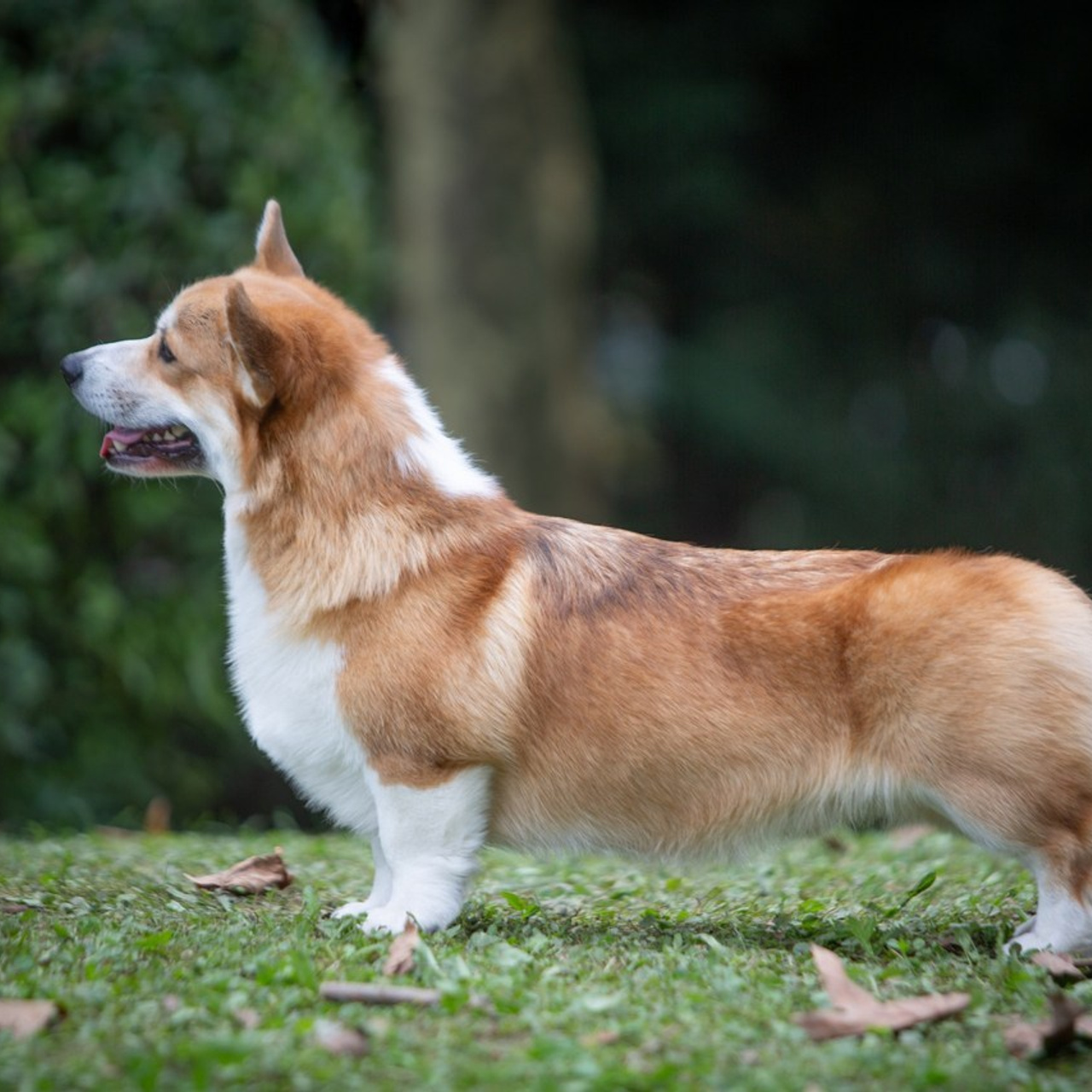 Reviews. Pets and people photographer Kateryna Mumzhynska