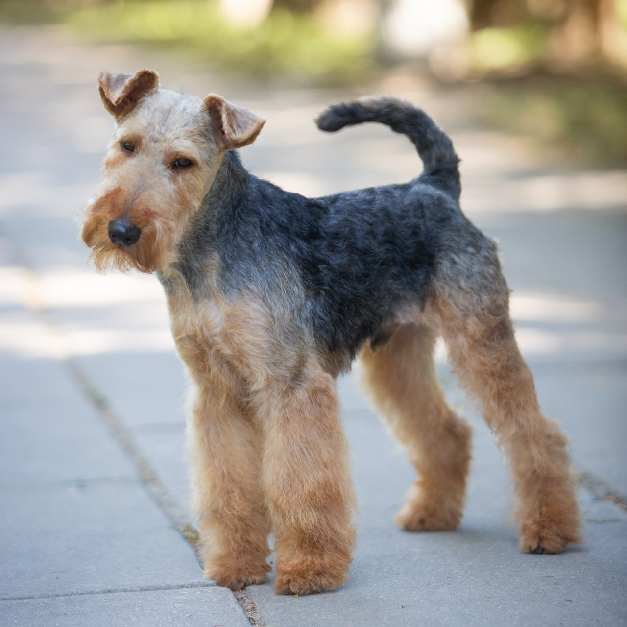 Reviews. Pets and people photographer Kateryna Mumzhynska