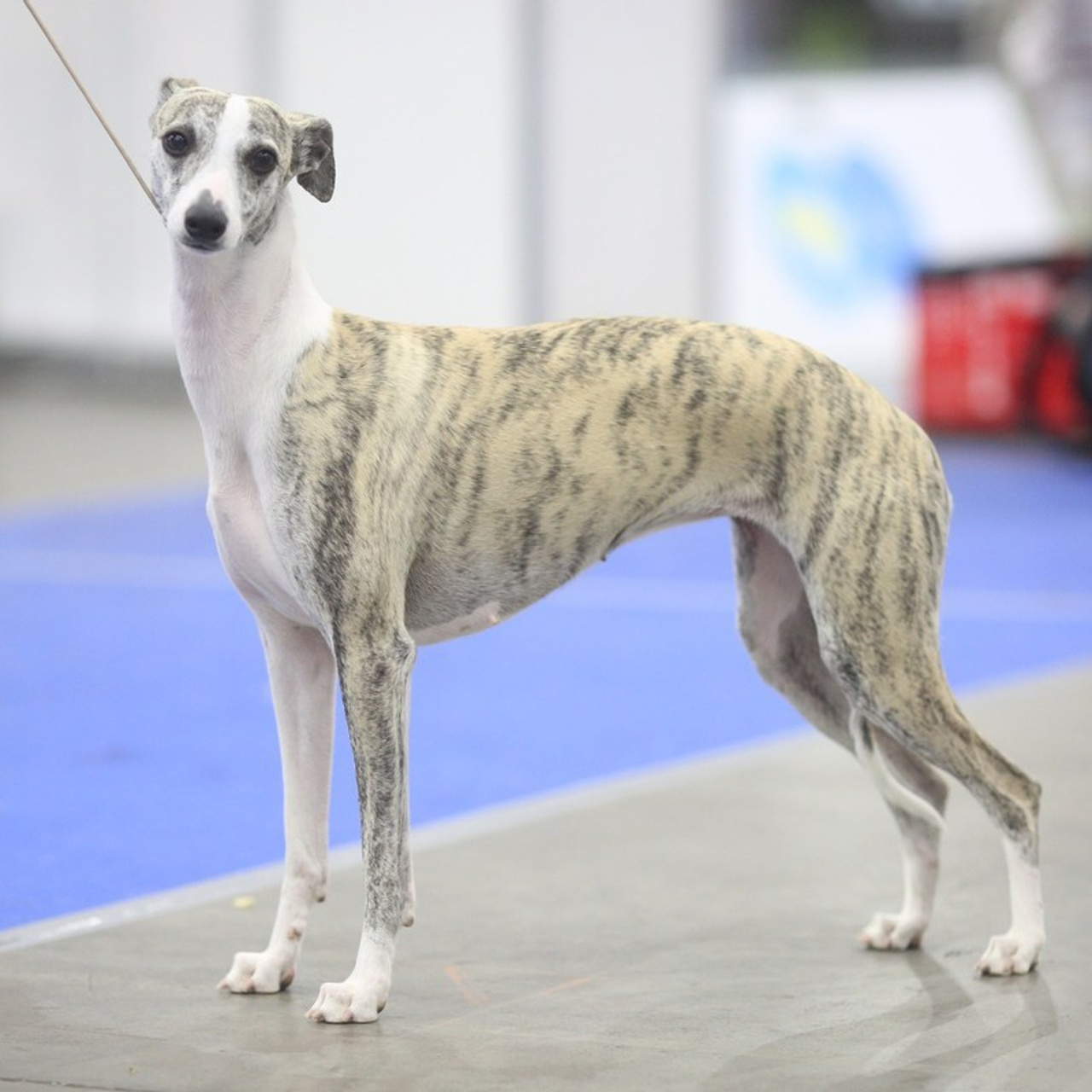 Reviews. Pets and people photographer Kateryna Mumzhynska