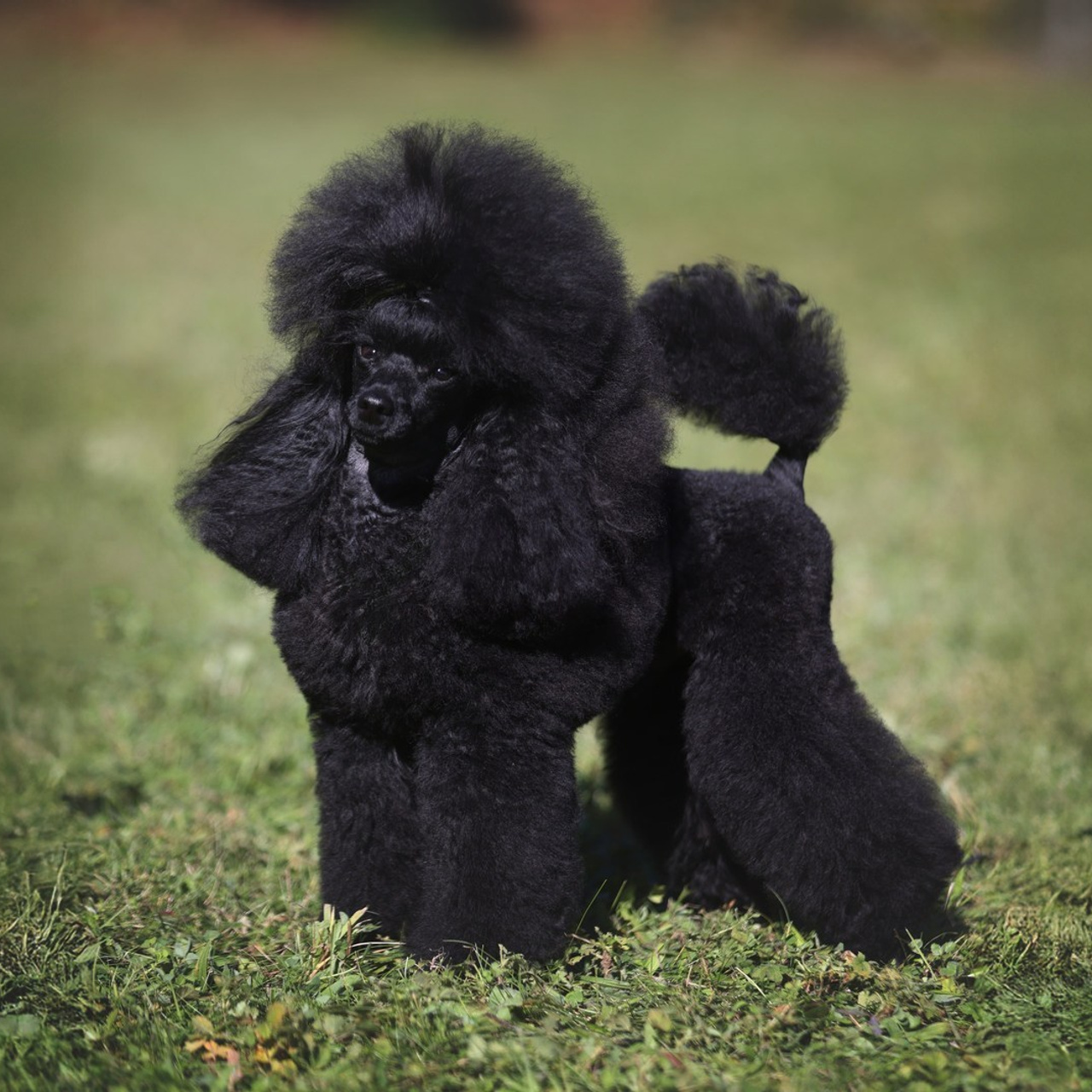 Reviews. Pets and people photographer Kateryna Mumzhynska