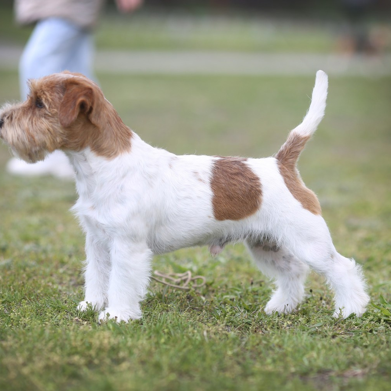 Reviews. Pets and people photographer Kateryna Mumzhynska