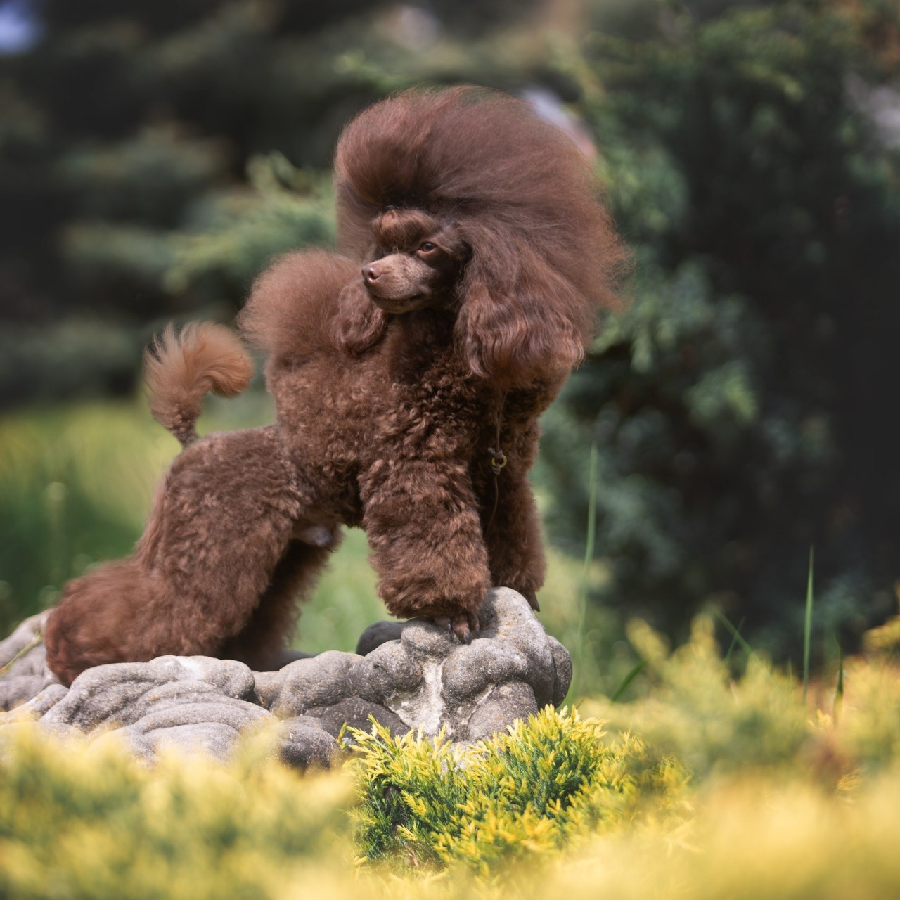 Reviews. Pets and people photographer Kateryna Mumzhynska