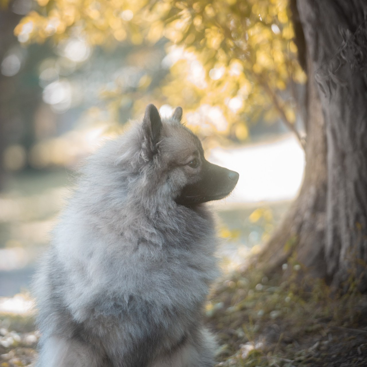 Reviews. Pets and people photographer Kateryna Mumzhynska