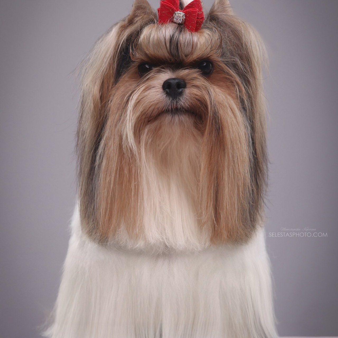 Reviews. Pets and people photographer Kateryna Mumzhynska