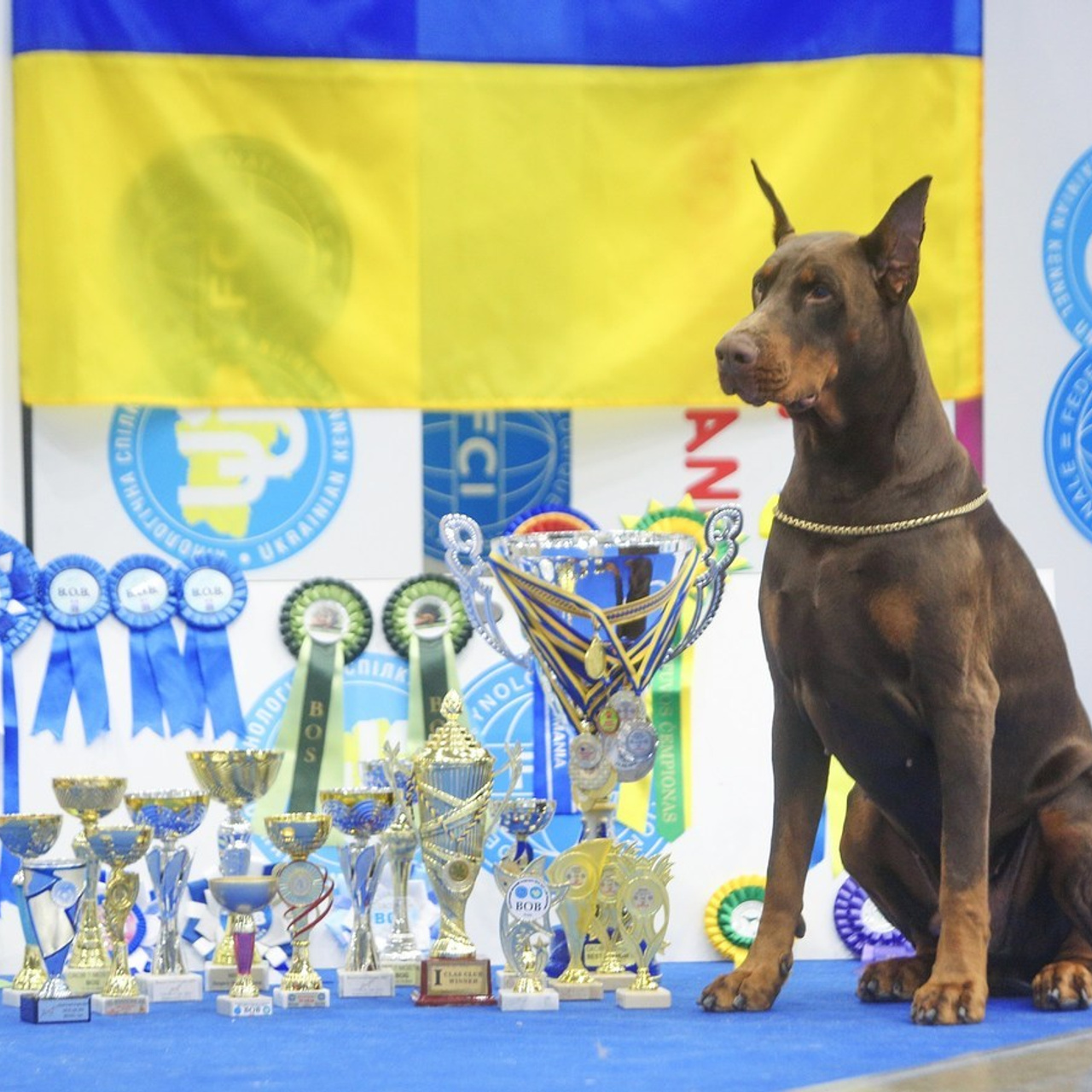 Reviews. Pets and people photographer Kateryna Mumzhynska