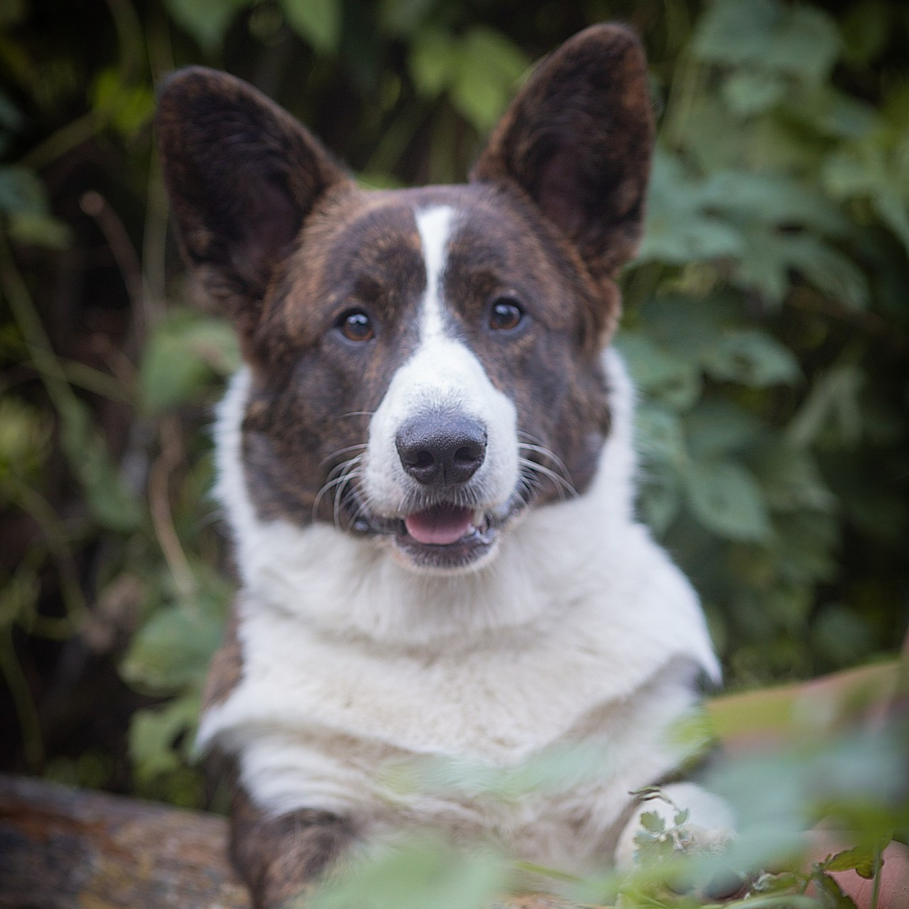 Reviews. Pets and people photographer Kateryna Mumzhynska