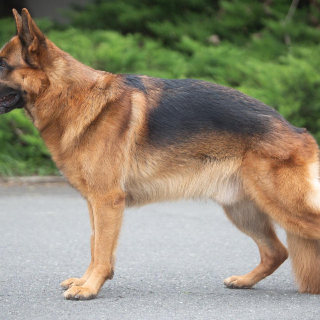 Reviews. Pets and people photographer Kateryna Mumzhynska