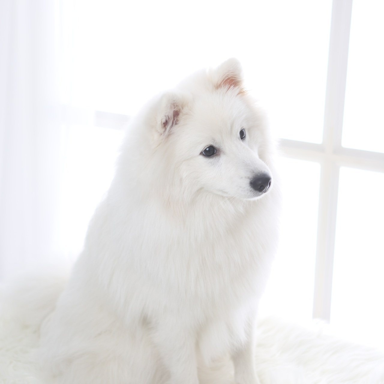 Reviews. Pets and people photographer Kateryna Mumzhynska