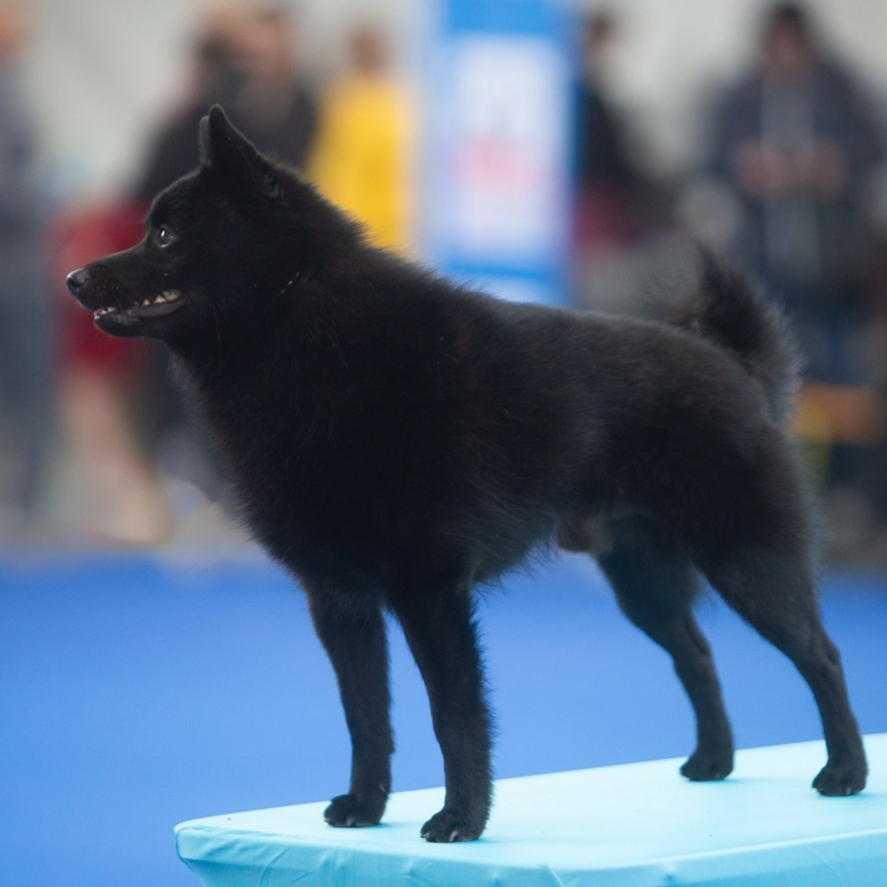 Reviews. Pets and people photographer Kateryna Mumzhynska