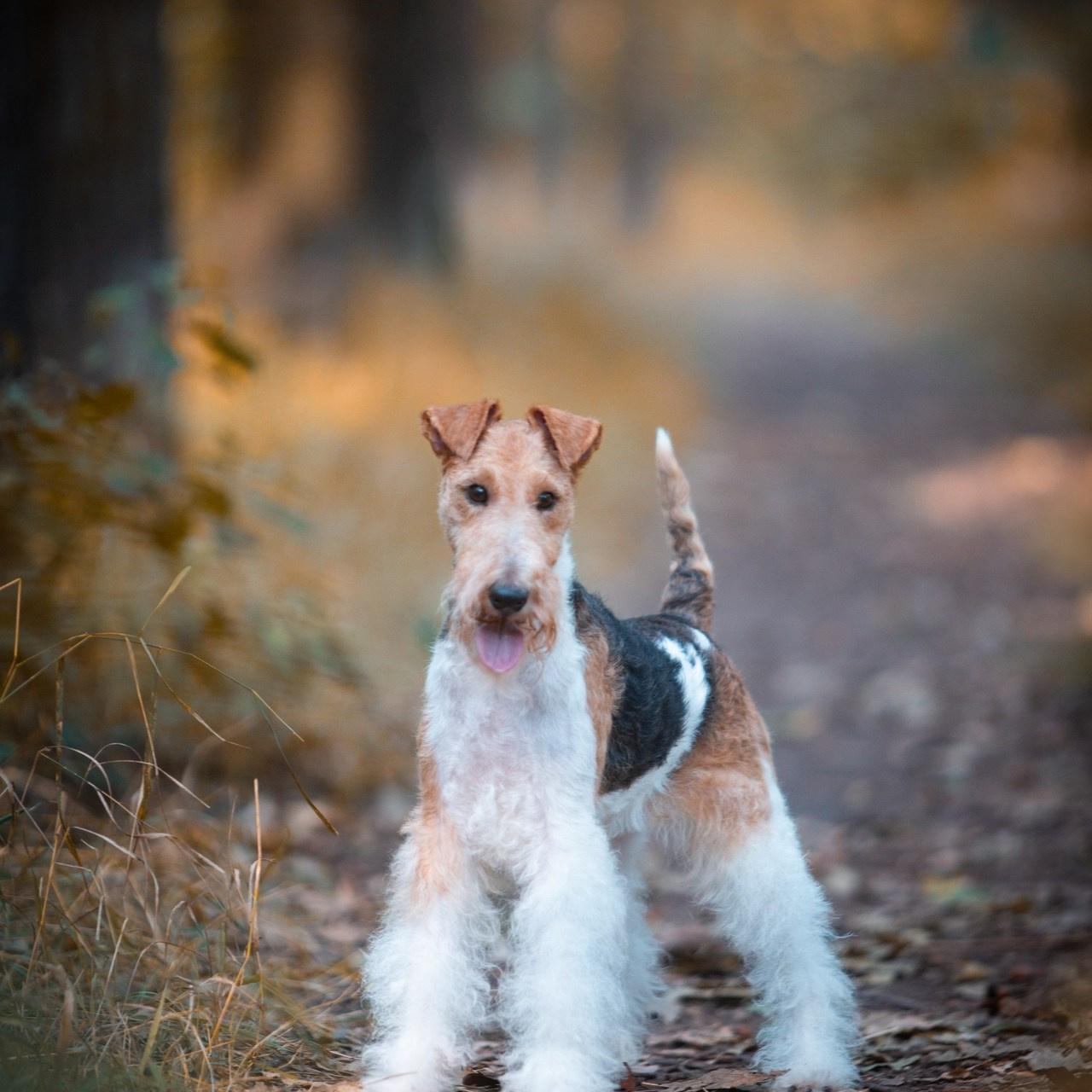 Reviews. Pets and people photographer Kateryna Mumzhynska