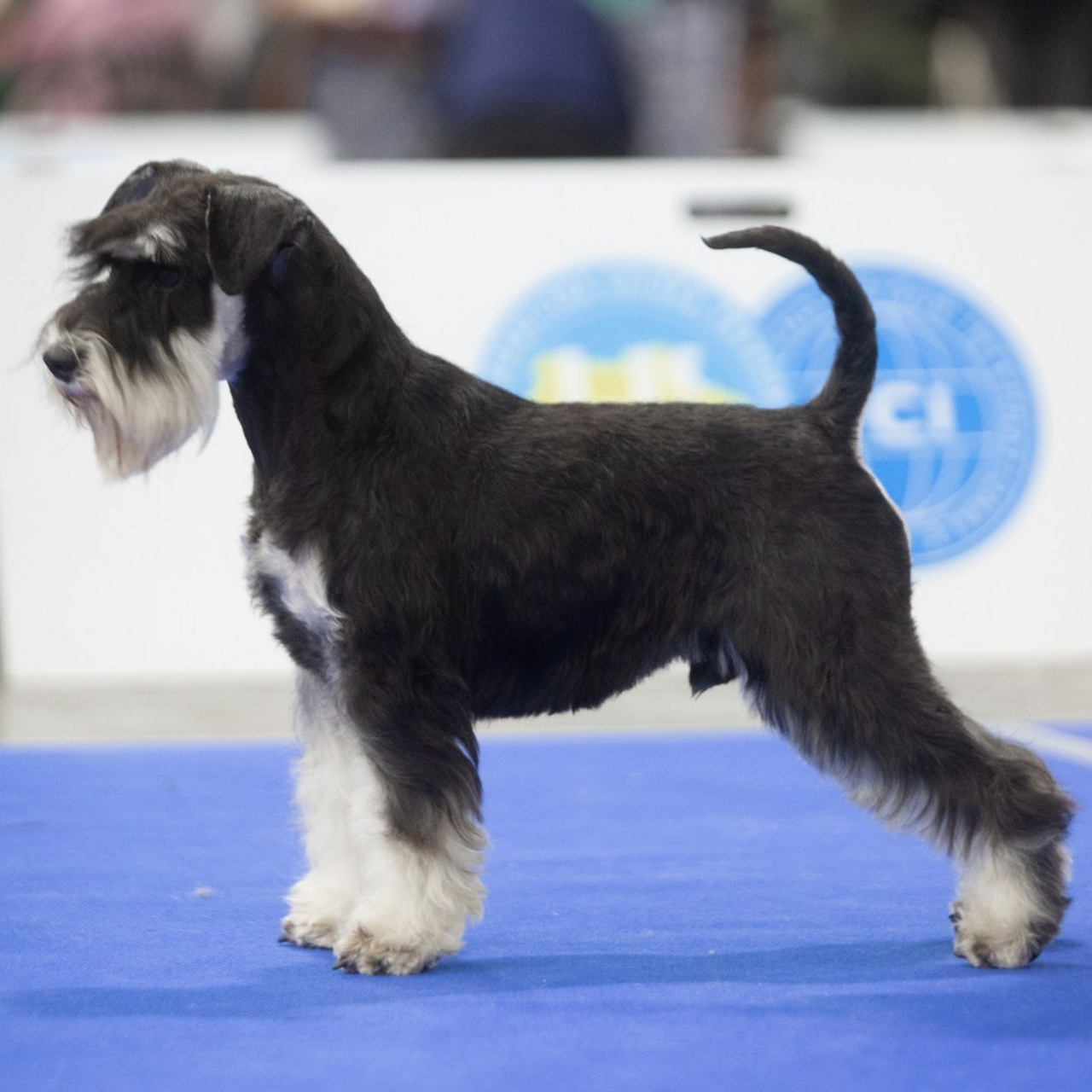 Reviews. Pets and people photographer Kateryna Mumzhynska