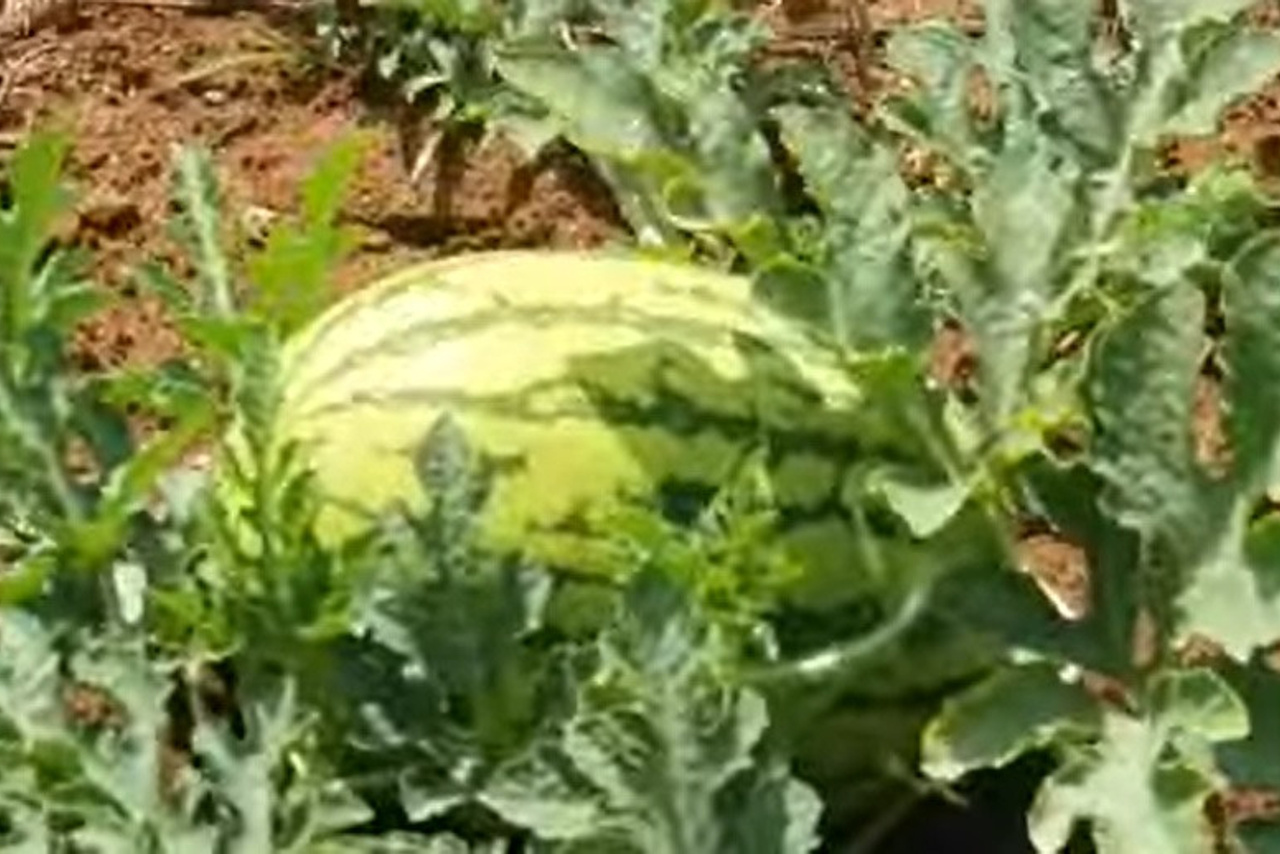 Stories of success. Boost Plant Growth with Organic Fertilizers: Our Effective Solution