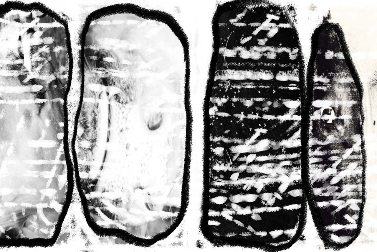 Photography’ Clipping