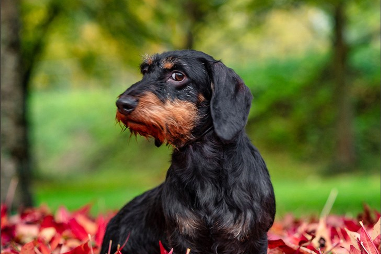 Dog Show WELS   🇦🇹  06-07/12/2025. Photographe à Strasbourg | Portraits, Studio, Enfants, Événements