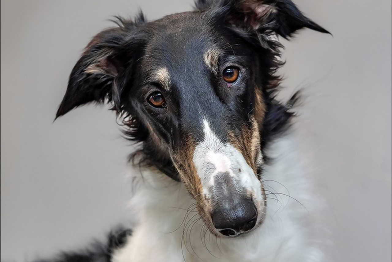Dog Show WELS   🇦🇹  06-07/12/2025. Photographe à Strasbourg | Portraits, Studio, Enfants, Événements